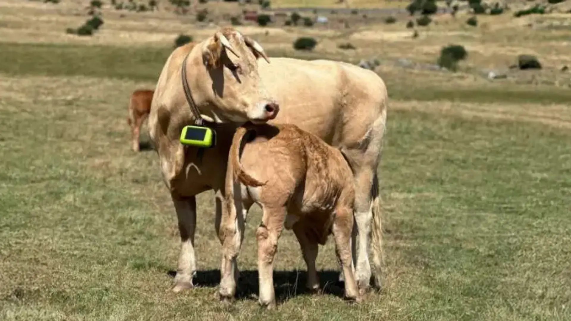 Vaca con dispositivo localizador vía satélite de Digitanimal
