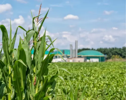 Biomassa opslag in groen veld