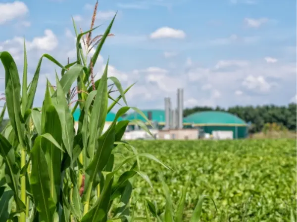 Biomass storage in green field Biomass storage in green field