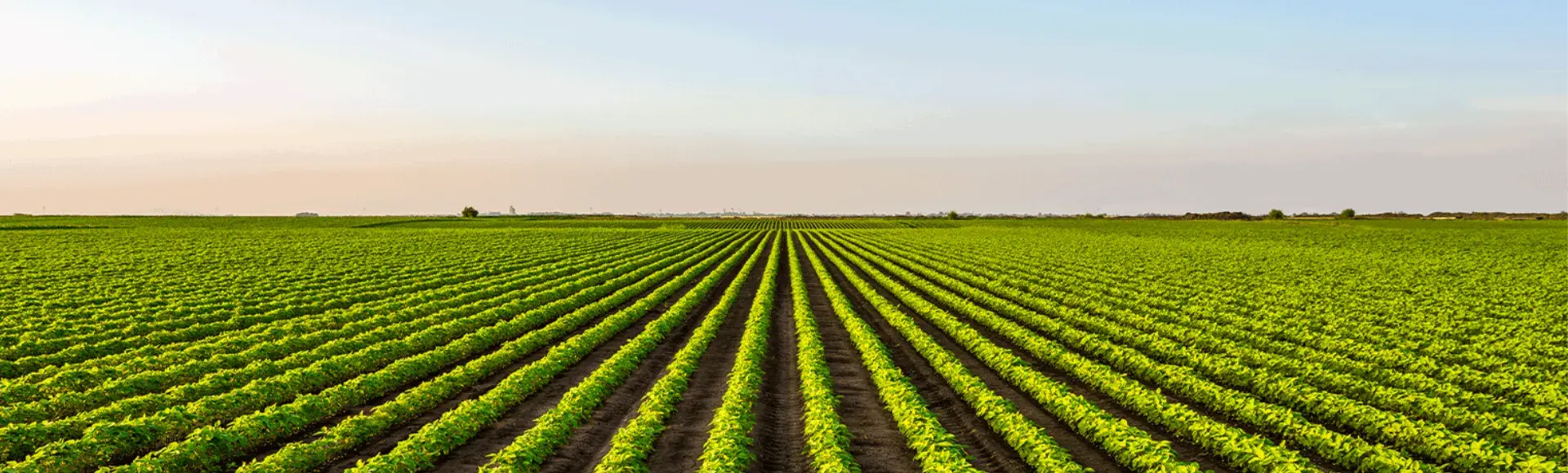 Agricultural field with green crops