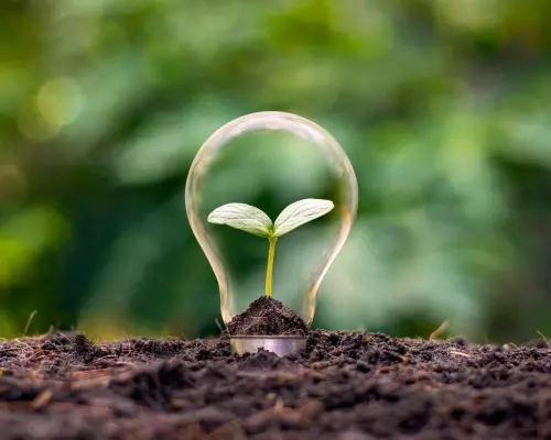 ISO 14001 certificering Een gloeilamp geplant in de grond met een plantje erin