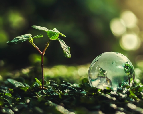 Green plant on green soil next to a drop of water as a globe Green plant on green soil next to a drop of water as a globe