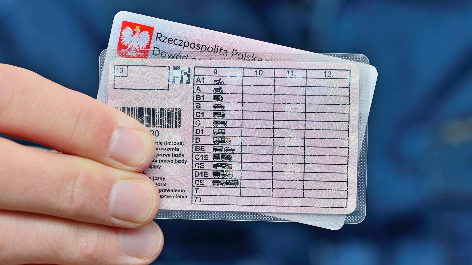 Polskie prawo jazdy plastikowe w męskiej dłoni