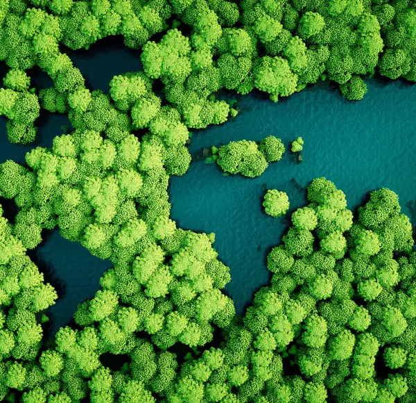 Een groen en natuurlijk bos Een groen en natuurlijk bos