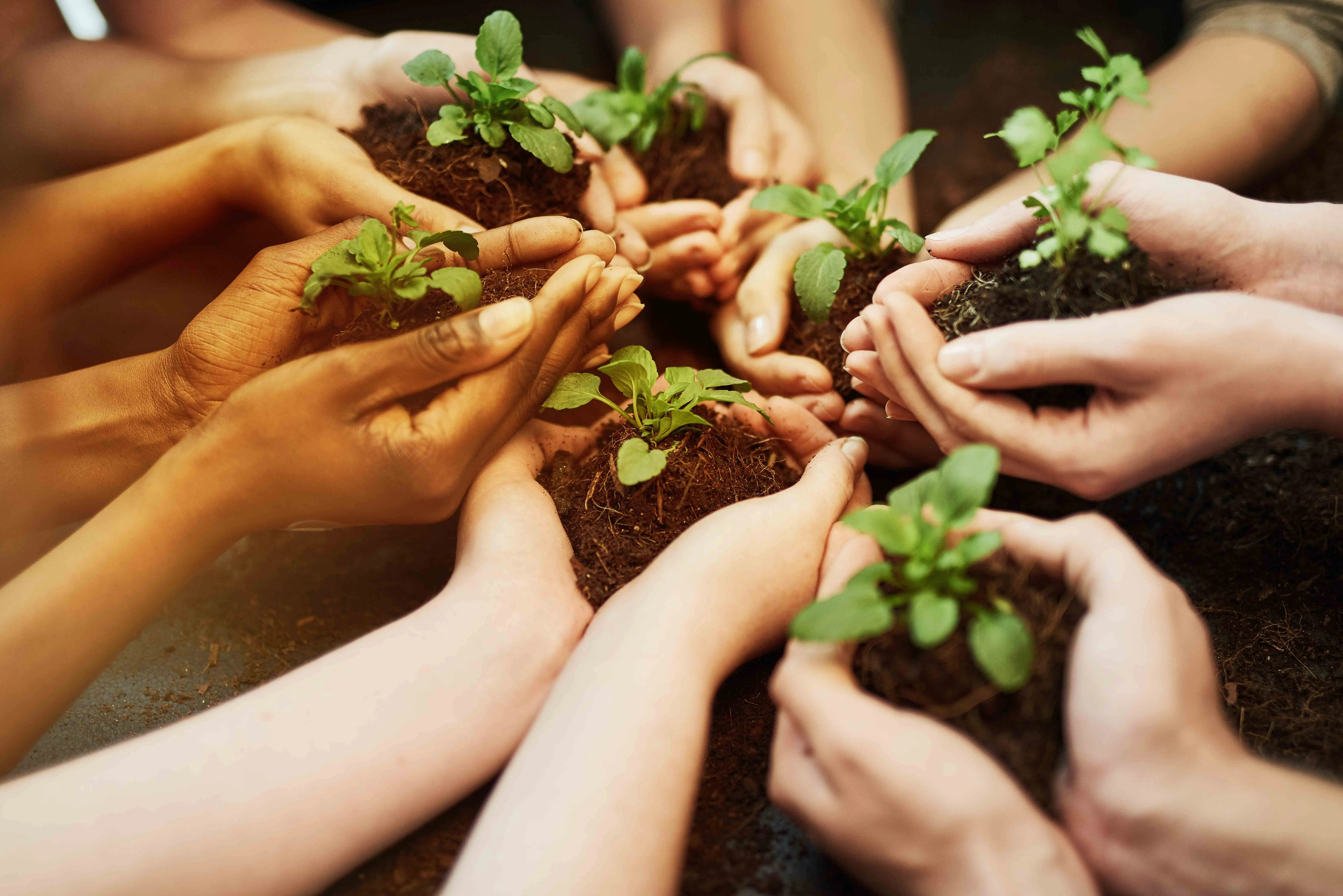 Hands holding plants