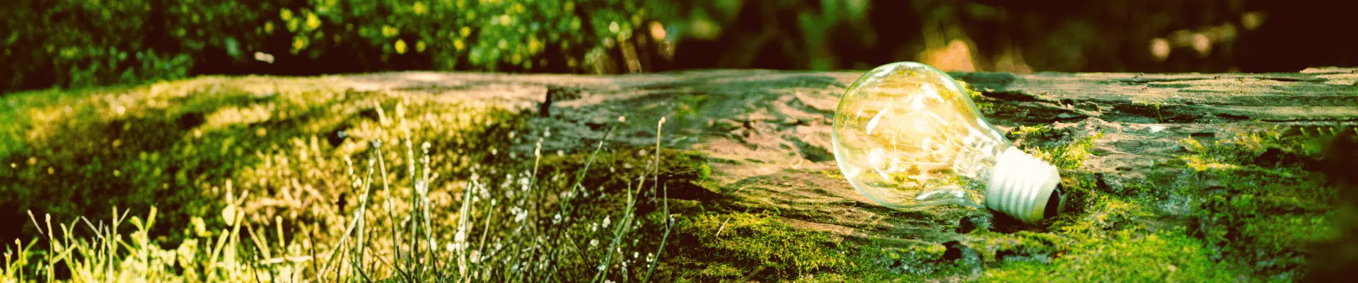 Light bulb resting on a moss-covered wooden log symbolizing renewable energy and sustainable innovation