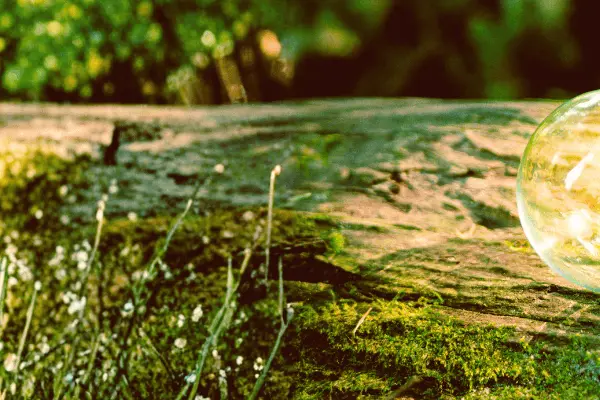 Light bulb resting on a moss-covered wooden log symbolizing renewable energy and sustainable innovation Light bulb resting on a moss-covered wooden log symbolizing renewable energy and sustainable innovation