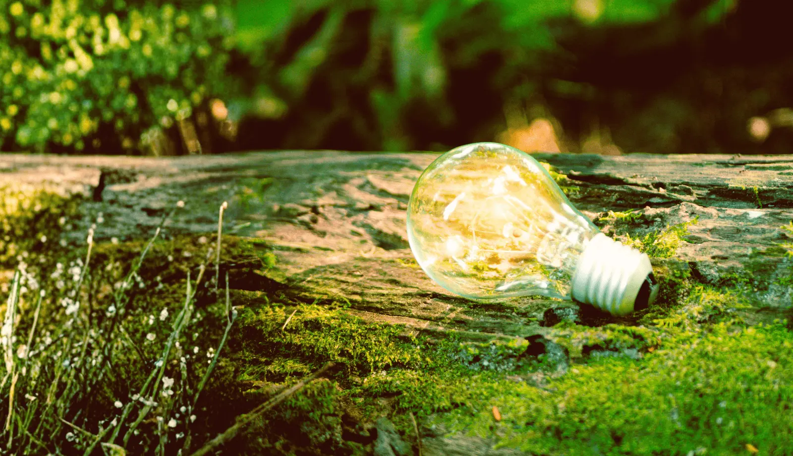 Light bulb resting on a moss-covered wooden log symbolizing renewable energy and sustainable innovation
