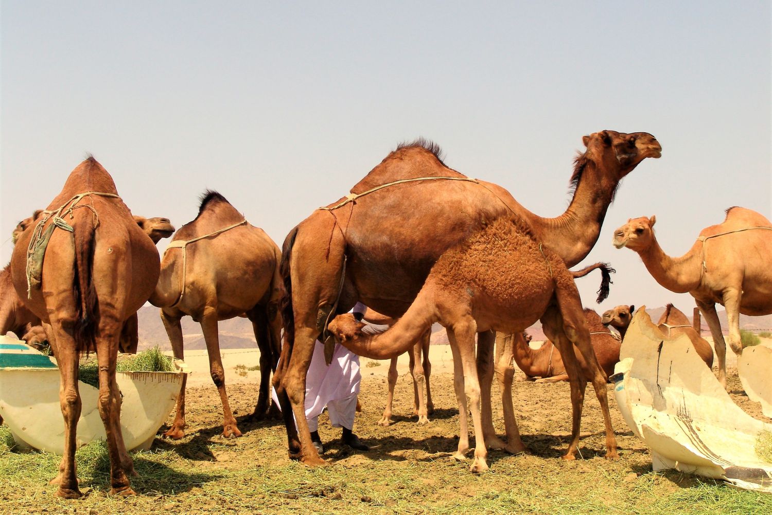 camels