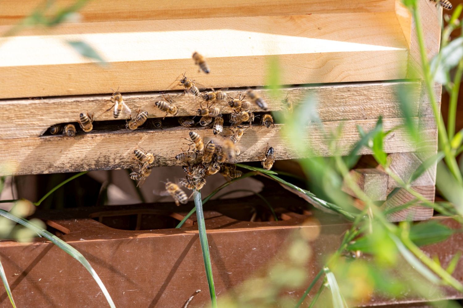 bees