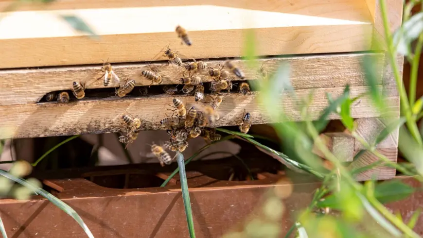 Bienen