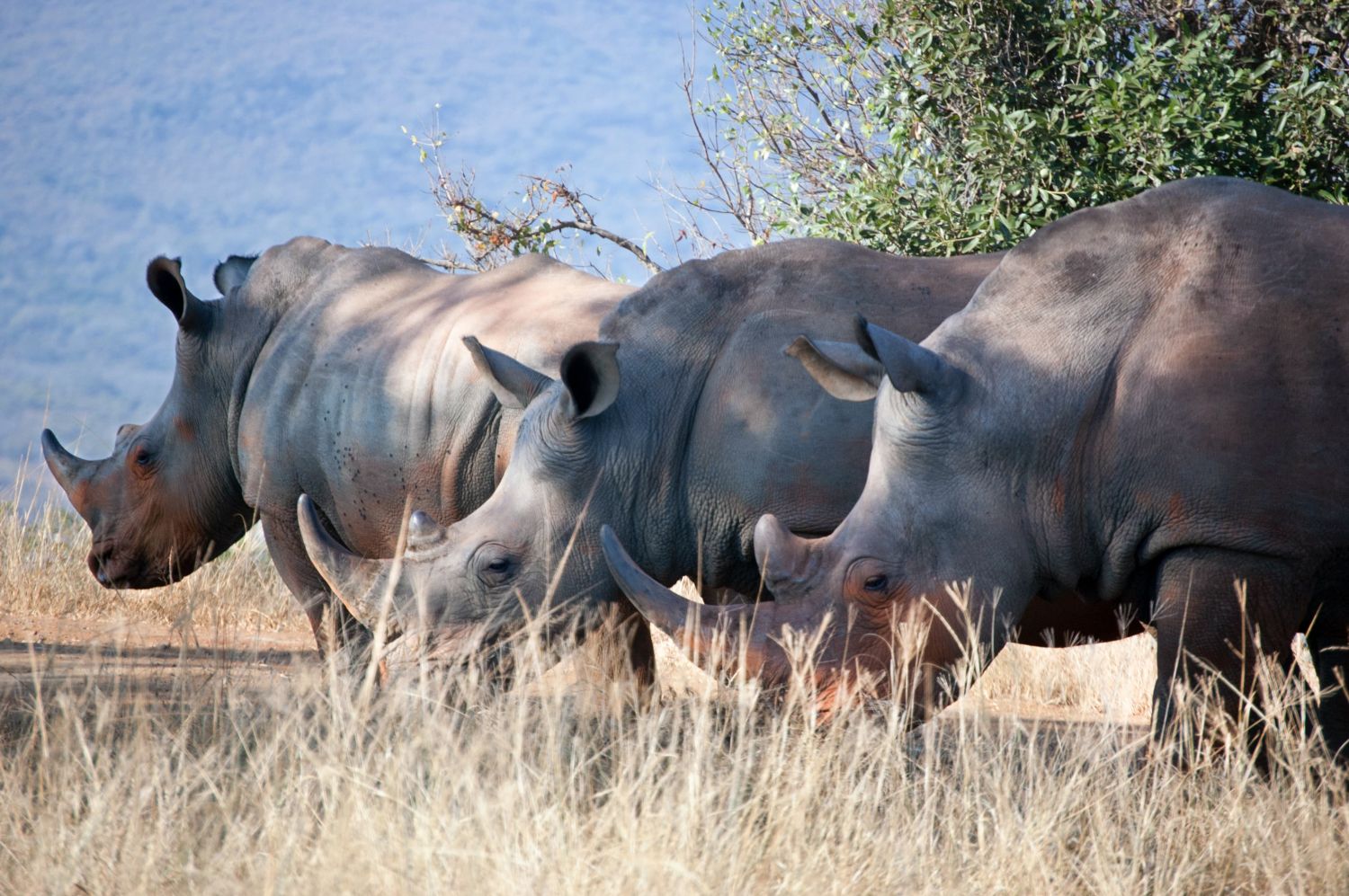 rhinos