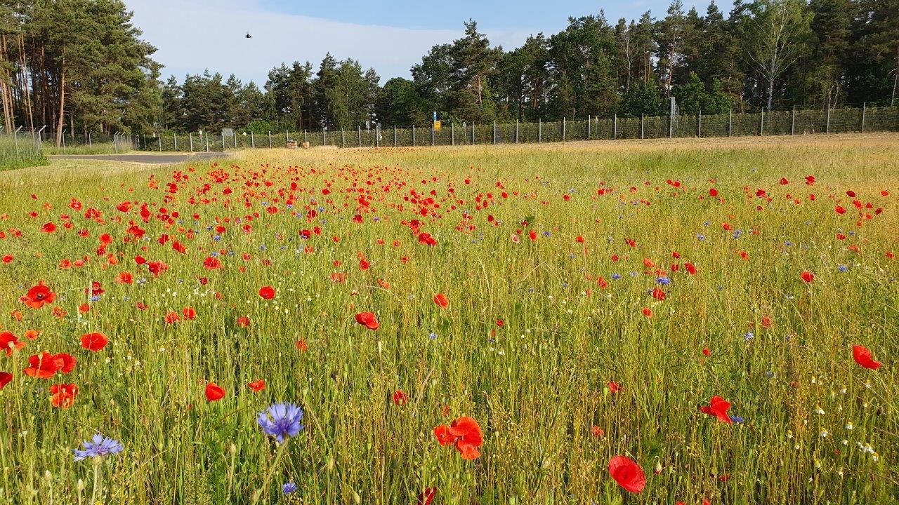 Bienenwiese DEKRA Lausitzring