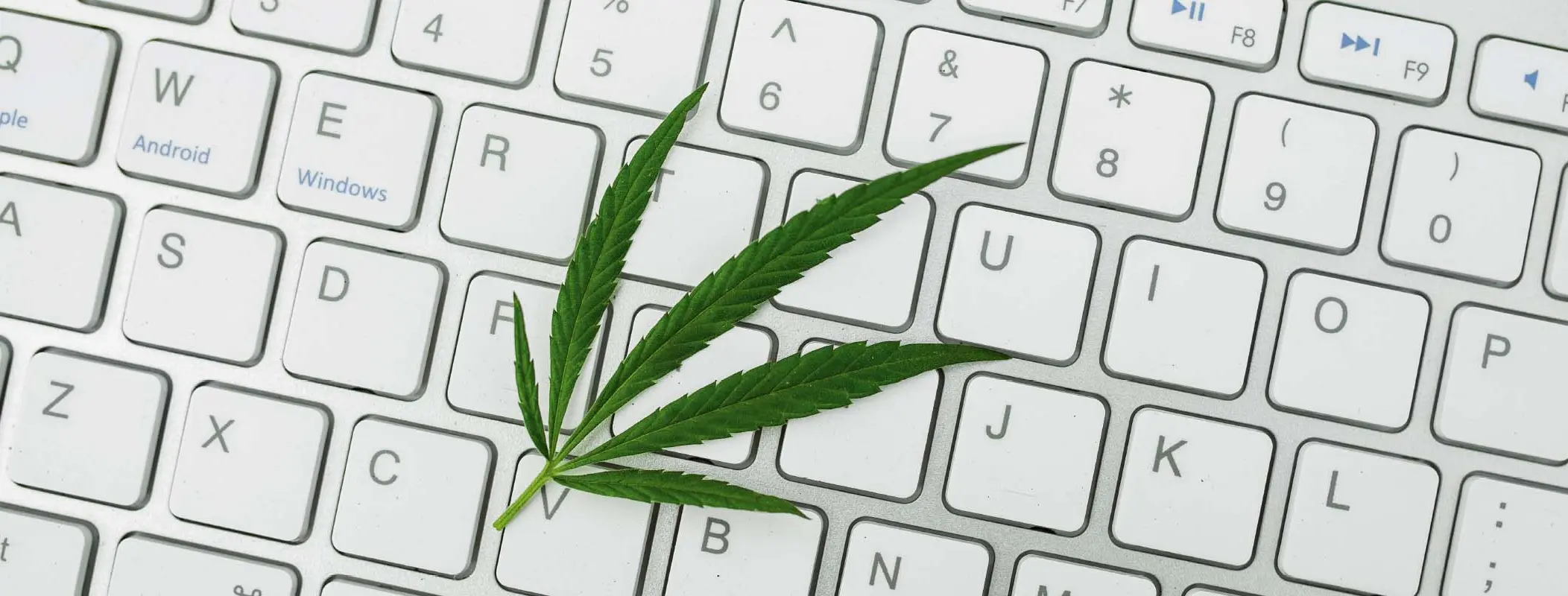 Laptoptastatur mit Cannabis Pflanze