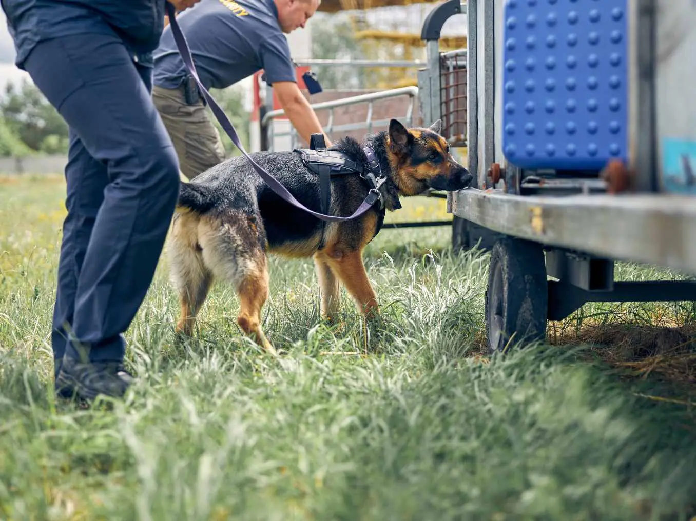 Sprengstoffspürhunde