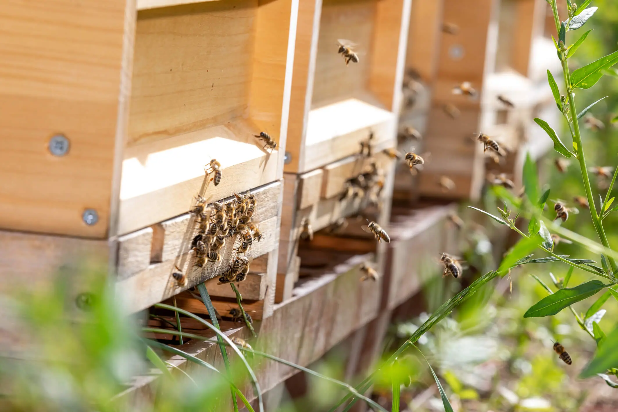 Bienen fliegen zu einem Bienenkasten