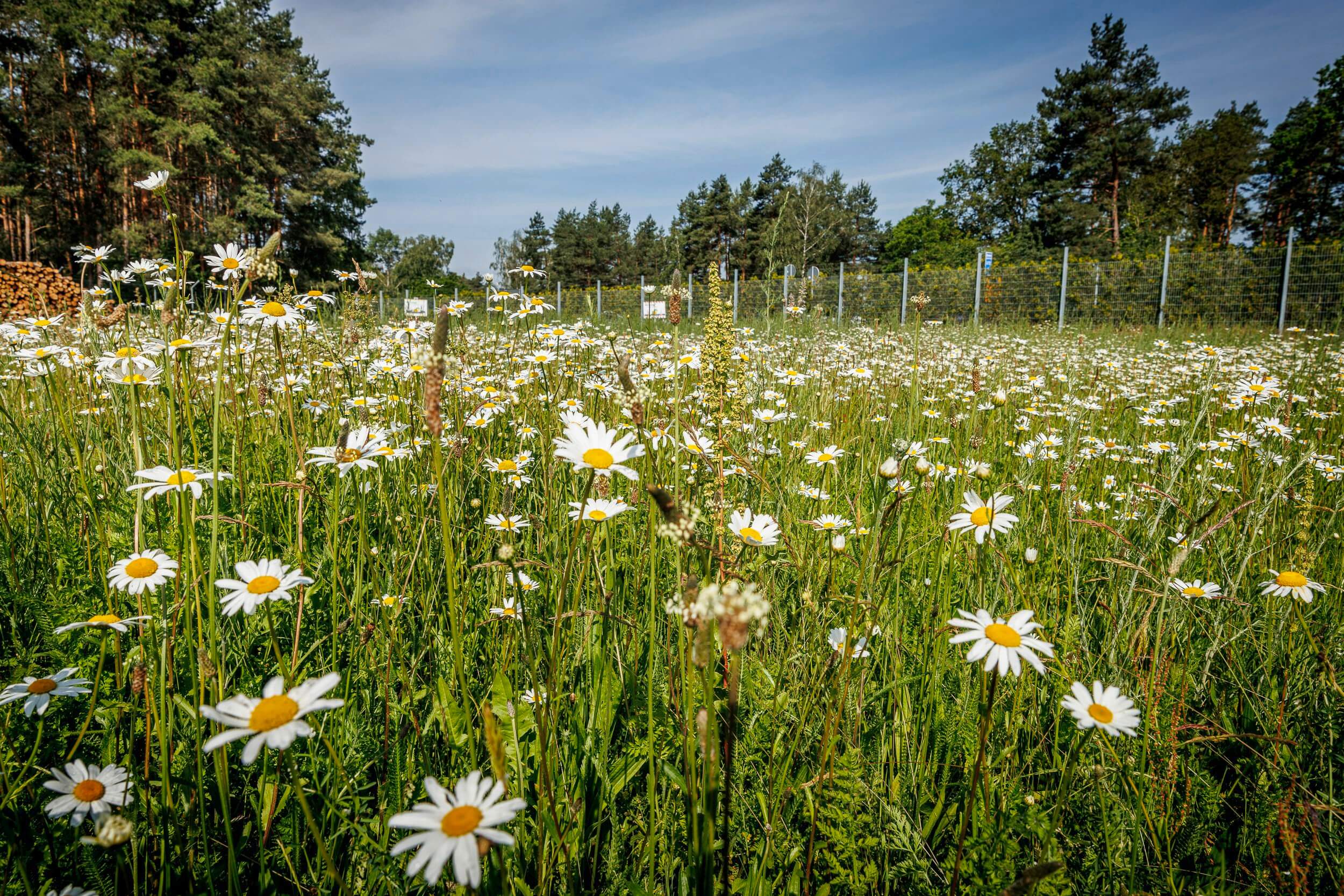 Bienenwiese DEKRA Lausitzring