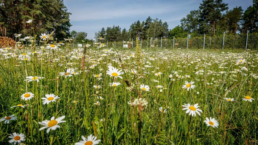 Bienenwiese DEKRA Lausitzring