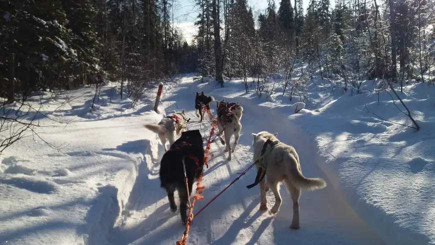 Schlittenhunde