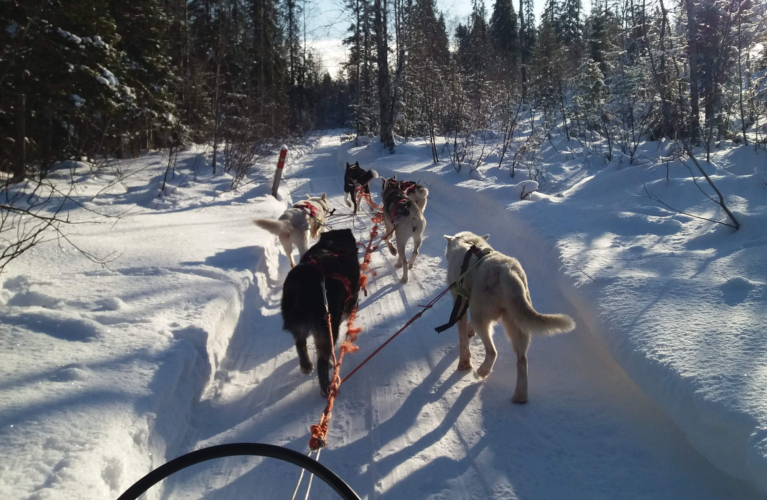 Sled dogs