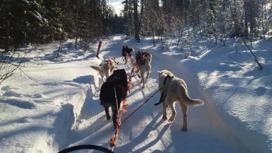 Sled dogs
