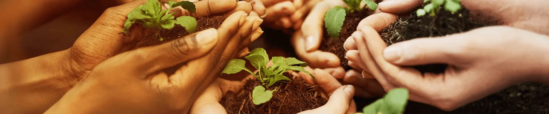 Hands holding plants