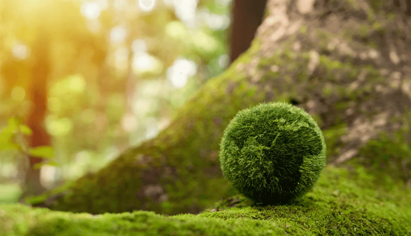 Sustainability Reporting & ESG Compliance ESG