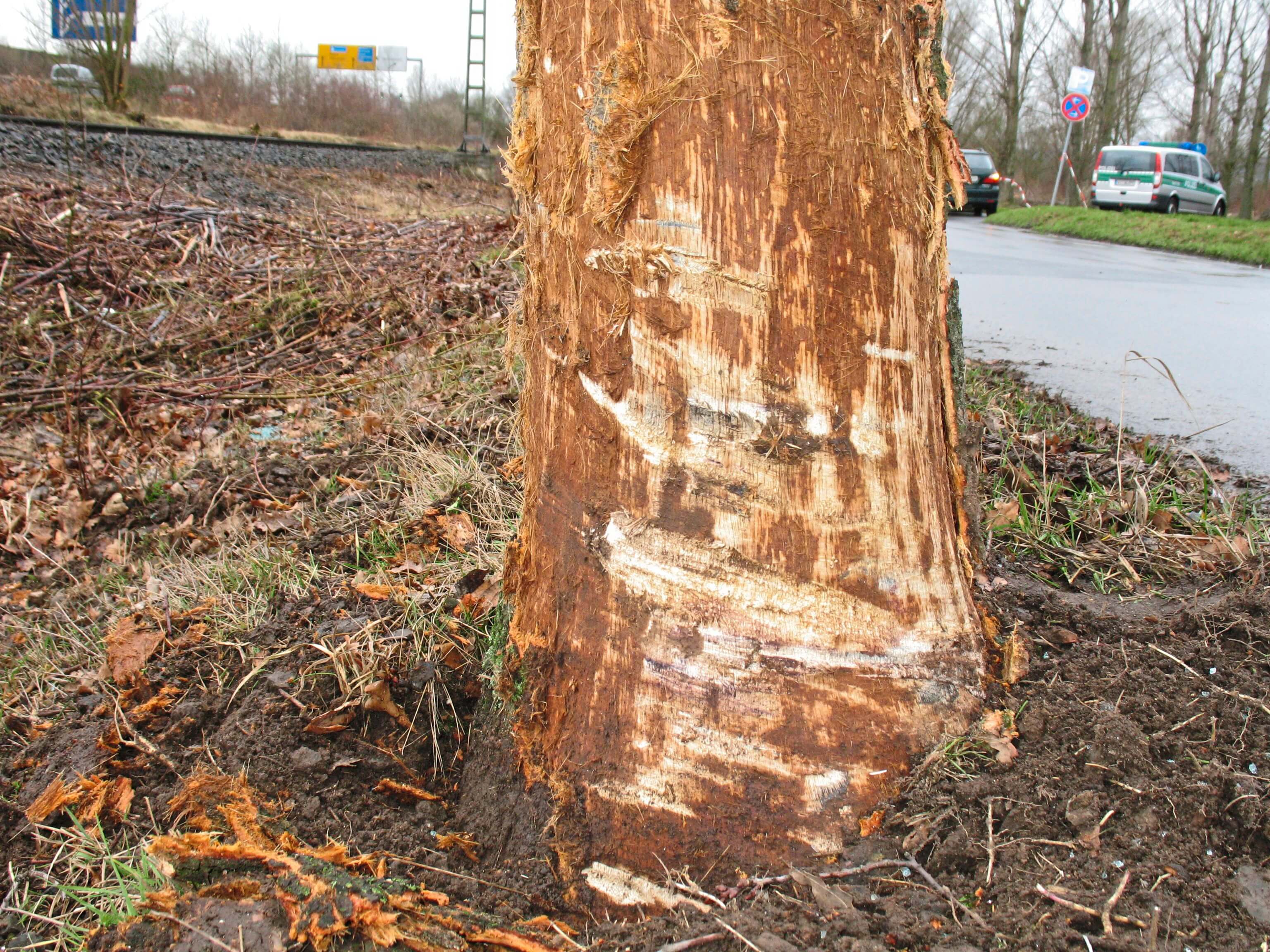 Marks on the tree
