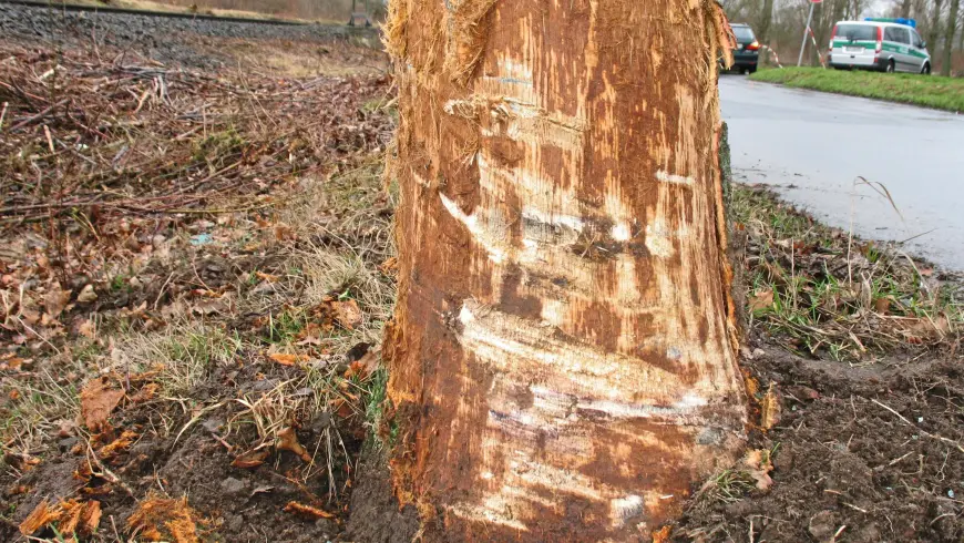 Traces sur l’arbre