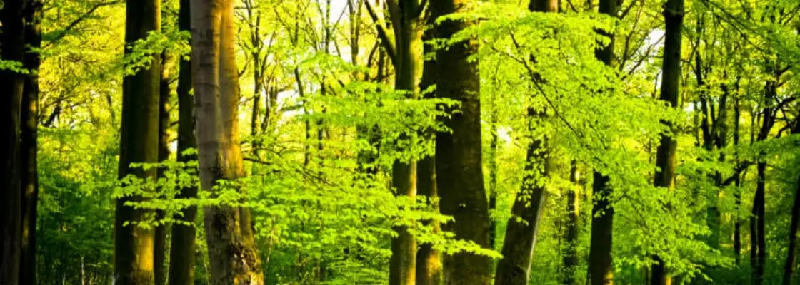 Las z zielonymi drzewami, certyfikacja i audyt w branży drzewnej i papierniczej. Las z zielonymi drzewami, certyfikacja i audyt w branży drzewnej i papierniczej.