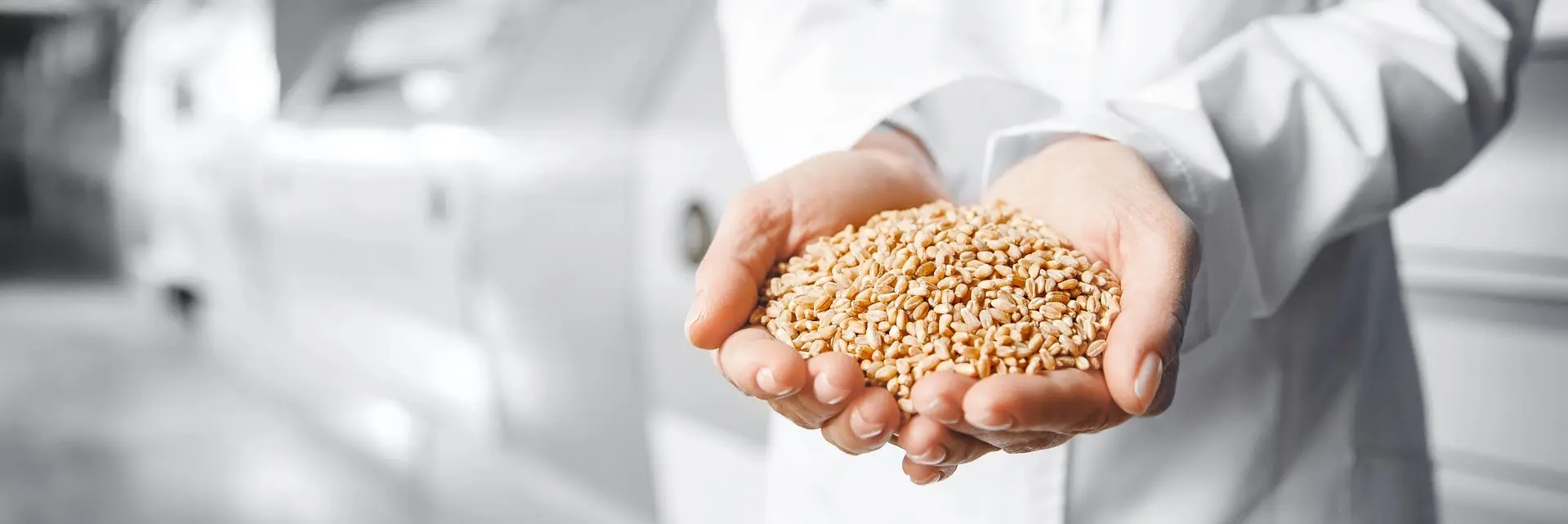 Ręce trzymające ziarno, symbol jakości i bezpieczeństwa surowców paszowych w certyfikacji GMP+ Ręce trzymające ziarno, symbol jakości i bezpieczeństwa surowców paszowych w certyfikacji GMP+