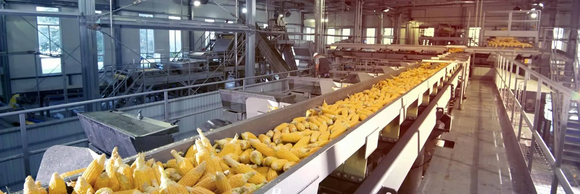 Linia produkcyjna kukurydzy, sumbolizująca certyfikację ISO 22000