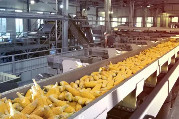 Linia produkcyjna kukurydzy, sumbolizująca certyfikację ISO 22000 Linia produkcyjna kukurydzy, sumbolizująca certyfikację ISO 22000