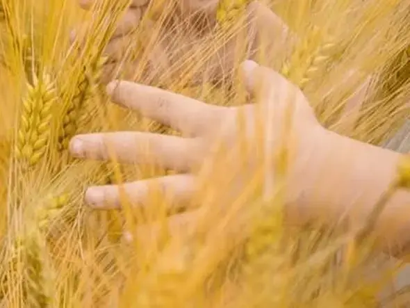 Certyfikacja REDCert2