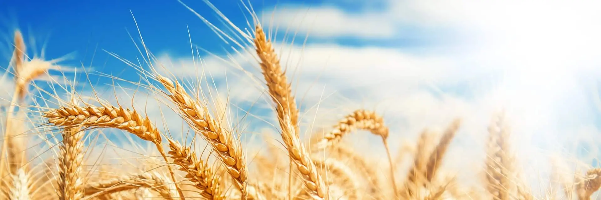 Pole pszenicy na tle nieba, symbolizujące certyfikację REDcert2