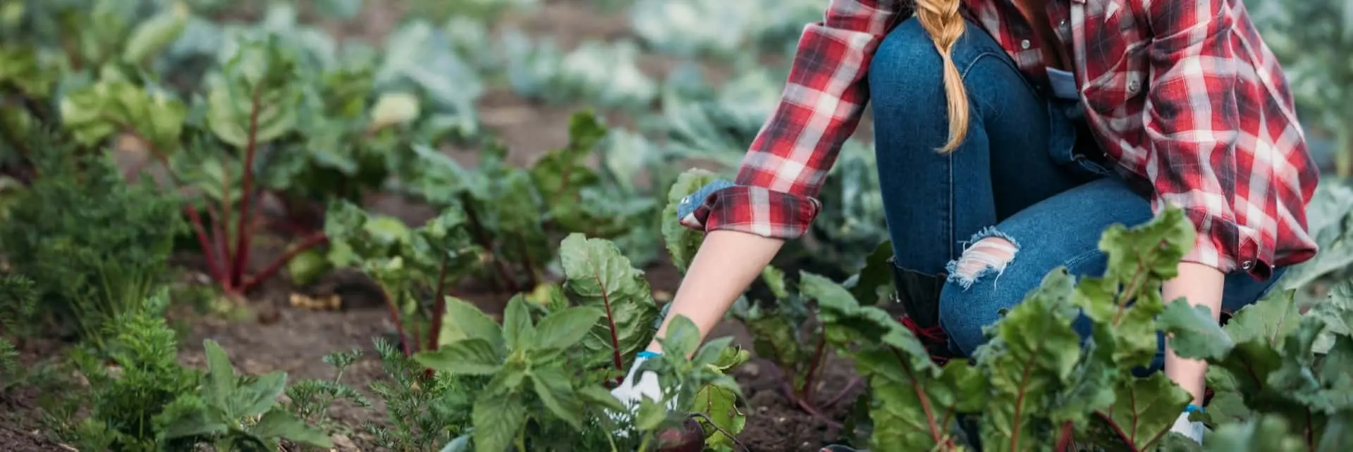 Rolniczka zbierająca warzywa z pola, symbol naturalnej uprawy bez GMO zgodnie z wymaganiami certyfikacji VLOG