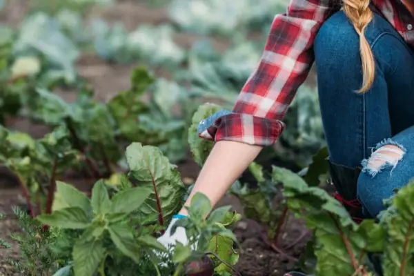 Rolniczka zbierająca warzywa z pola, symbol naturalnej uprawy bez GMO zgodnie z wymaganiami certyfikacji VLOG Rolniczka zbierająca warzywa z pola, symbol naturalnej uprawy bez GMO zgodnie z wymaganiami certyfikacji VLOG