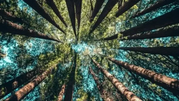 Klimat i środowisko