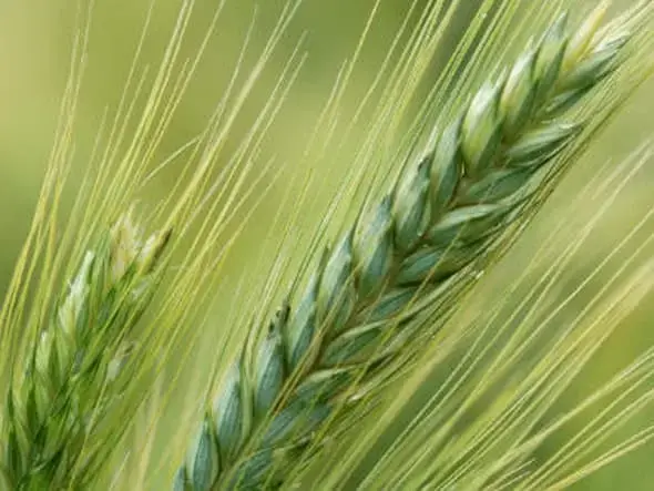 KZR INiG - biopaliwa transportowe