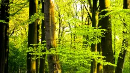 Produkcja drzewna i papiernicza Produkcja drzewna i papiernicza