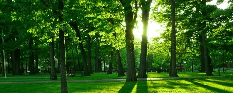 Las oświetlony słońcem. Usługi wspierające zrównoważony rozwój. Las oświetlony słońcem. Usługi wspierające zrównoważony rozwój.