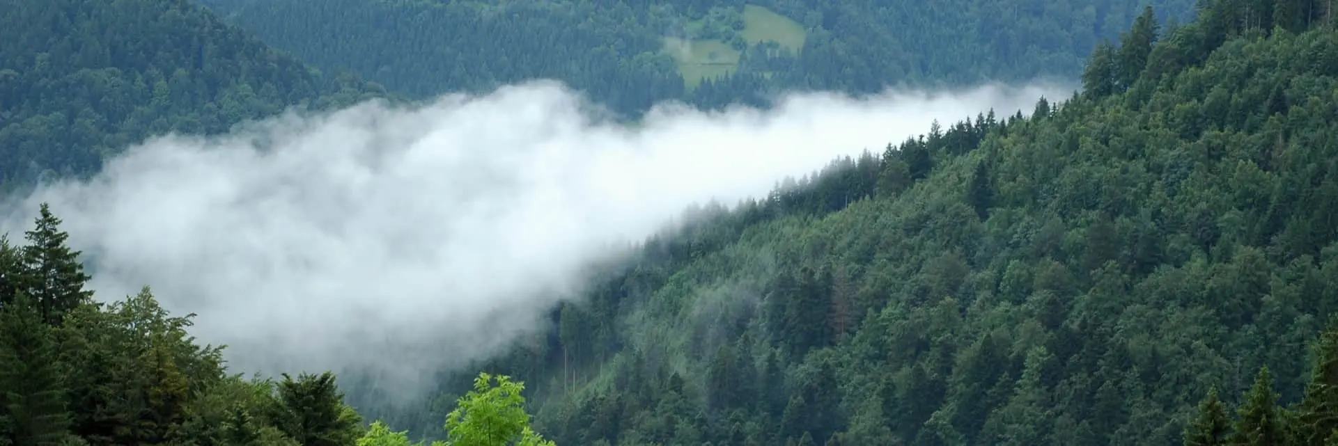 Chmury rozciągające się nad lasem, symbolizujące weryfikację raportów emisji i pochłaniania gazów Chmury rozciągające się nad lasem, symbolizujące weryfikację raportów emisji i pochłaniania gazów