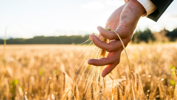 Aranykalászos gazda képzés