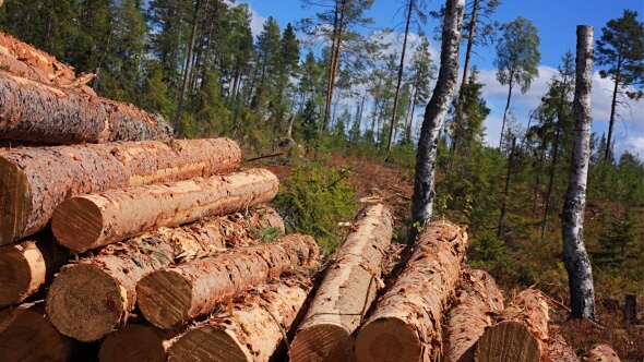 Fakitermelő képzés