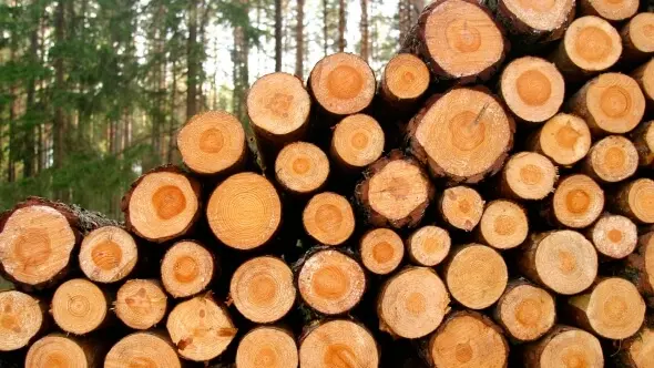 lakott teruleti fakitermelo