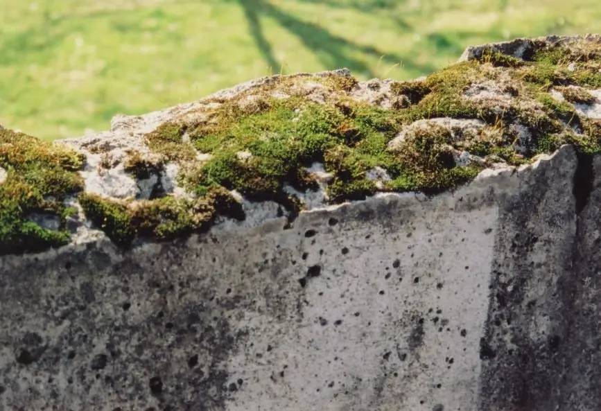 Moss growing on concrete.