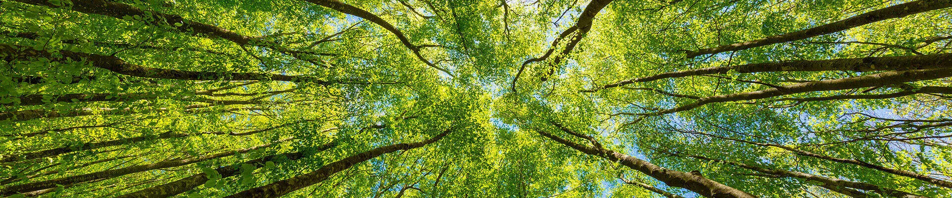 Treetops seen from below up towards the sky.