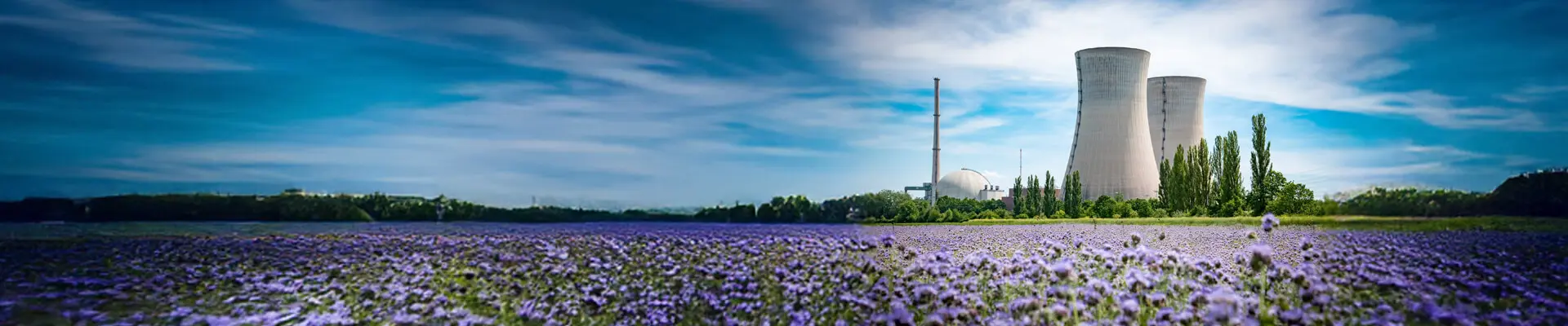 Industrial facility behind a blooming field of purple flowers and green trees.