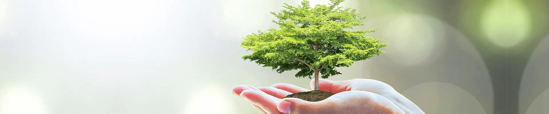 A hand gently cradles a small tree, symbolizing care and growth in a nurturing gesture.