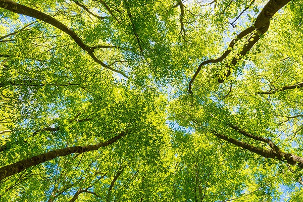 Treetops seen from below up towards the sky.